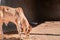 Small Indian brown calf sitting on the floor,Indian cow standing on ground