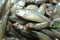 Small Indian carplet raw fishes together cropped and close display, ready to cook.