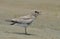 Small Indian Pratincole (Glareola lactea)