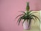 Small indoor pineapple plant in a vase. Pink background