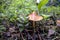 Small inedible mushroom in the forest among fallen leaves and grass