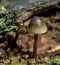 Small inedible mushrooms like umbrellas in the forest in an old stump, macro