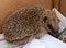 Small, injured rescue hedgehog in box with kibble. Tick also visible.