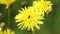 Small insect from the bee family collects pollen from flowers