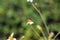 Small insect bees perch on daisy flower