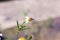 Small insect bees perch on daisy flower