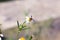 Small insect bees perch on daisy flower