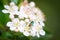 Small insect collecting pollen from flowers of chokeberry