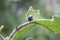 Small insect devouring a leaf