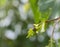 A small insect of a ladybird sits on a young leaf of a birch