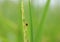 Small insect ladybug animal holding on ears of rice freshness in the morning