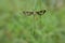 A small insect perched on a leaf in a grass field