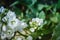 A small insect sits on a white flower