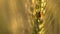 A small insect sits on a yellow wheat spikelet close-up.