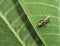 Small insect tranparent wings live on green leaf in botanic garden.