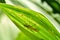 Small insect under a leaf close up