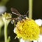 Small insect wasp cerceris on the flower. Macro close up image