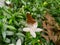 small insects on blooming flowers