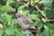 A small, insolent bird is a sparrow on a branch of a bush with green leaves.