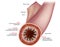 Small Intestine Diagram. Cross-section of a typical segment of the intestinal wall showing the layers: mucosa, submucosa