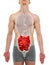 Small Intestine Male - Internal Organs Anatomy - 3D illustration