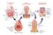 Small intestine with scientific gastrointestinal structure outline diagram