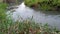 Small irrigation with water flow in the green the rice fields