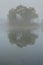 A small island in a lake with trees in thick fog