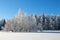 Small islet with frozen birch trees