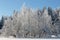 A small islet with frozen white birches and frost flakes