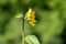 Small, isolated sunflower looking and facing right