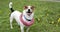 Small Jack Russell Terrier dog with its toy ring around its neck stands on a green meadow, its tongue hanging out.