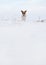 Small Jack Russell terrier dog running on snow covered field towards camera, space for text below