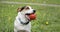 Small Jack Russell Terrier dog sits with a ball in its mouth on a green meadow, its tongue hanging out.