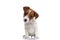 Small jack russell terrier dog turning his head aside