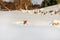 Small Jack Russell terrier playing in deep snow