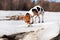 Small Jack Russell terrier playing on melting snow and ice by the river, exploring and curious, her legs dirty from mud