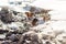 Small Jack Russell terrier plays by the river where snow melts on the sun