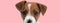 small jack russell terrier puppy looking forward on pink background