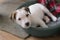 A small Jack Russell Terrier puppy is lying in a blanket in a basket on the floor. Pets.Veterinary science and medicine. Care and