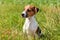 Small Jack Russell terrier puppy sitting in low grass, sun shining on her