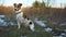 Small Jack Russell terrier sitting on green grass meadow with patches of snow during freezing winter day, one leg up looking