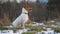 Small Jack Russell terrier sitting on green grass meadow with patches of snow during freezing winter day - shaking from cold