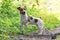 Small Jack Russell terrier standing on forest footpath, view from side, looking attentively one leg up