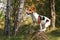 Small Jack Russell terrier standing in forest on wooden log, looking attentively, black and brown spots visible on her side.