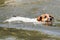 Small Jack Russell terrier swimming in river, only her head visible above water. mouth open as she carries wooden stick