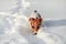 Small Jack Russell terrier wading through deep snow, ice crystals on her nose