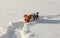 Small Jack Russell terrier wading through deep snow, ice on her nose