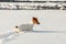 Small Jack Russell terrier wading in deep snow by the river, ice crystals on her mouth