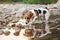 Small Jack Russell terrier walking near shallow river shore, exploring water and wet stones